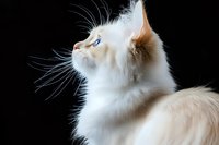 White longhair cat with blue eyes looking up against black background, side profile portrait showing elegant feline features and distinctive whiskers. Dramatic studio lighting.