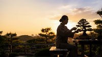 Silhouette of a person tending to a bonsai tree during golden hour sunset in a garden setting, suitable for wellness and nature content.