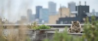 Fluffy tabby cat sitting on urban rooftop with blurred city skyline and buildings in background, domestic pet in metropolitan setting.