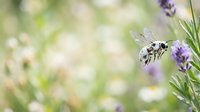 Honeybee in flight approaching purple lavender flowers with blurred green garden background, suitable for nature, gardening, and pollination educational content.