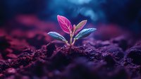 Young plant seedling emerging from dark soil illuminated by vibrant pink and blue light, creating mystical atmosphere with shallow depth of field.