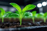 Young green seedling sprouting from dark soil with water droplets on leaves in modern greenhouse nursery with LED grow lights for agriculture and gardening.