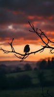 Bird silhouette perched on bare branch against dramatic sunset sky with orange and purple clouds creating peaceful nature scene for meditation and mindfulness content.
