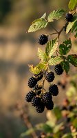 Fresh ripe blackberries hanging on thorny bush branch with green leaves in natural outdoor garden setting during harvest season.