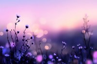 Dreamy wildflower silhouettes against soft purple sunset sky with bokeh lights creating romantic nature background for spring and summer designs.