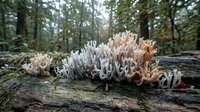Coral fungi growing on decaying log in forest ecosystem. Natural decomposition process with white branching fungus clusters on fallen tree trunk.
