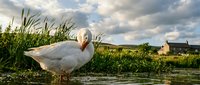 White duck standing in shallow water near reeds and rural farmland landscape with cloudy sky, suitable for nature and wildlife content.