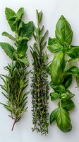 Fresh aromatic herbs - mint, rosemary, thyme and basil sprigs arranged in vertical rows on white background, culinary ingredients for Mediterranean cuisine.