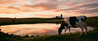 Holstein dairy cow grazing by pond at sunset with farm buildings in background. Rural agriculture scene with dramatic orange sky reflected in water.