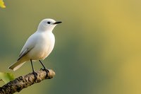 White-breasted bird perched on branch against soft green and yellow bokeh background, side view of small songbird in natural morning light, wildlife photography.