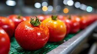 Fresh ripe tomatoes with water drops lined up on green surface, selective focus on foreground fruit with natural bokeh lights in background.