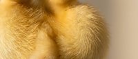 Soft golden yellow duckling feet with delicate downy feathers and tiny claws on neutral background for spring and Easter themed designs.