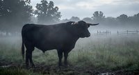 Black bull standing in misty pasture field during foggy morning with trees and fence in rural countryside farm landscape for agriculture concepts.