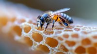 Macro shot of honey bee collecting nectar from honeycomb cells, showing detailed wing structure and body segments against blurred background. Natural beekeeping concept.