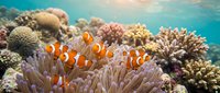 Clownfish swimming among sea anemone tentacles in vibrant coral reef ecosystem with turquoise water and diverse coral formations.