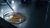 Laboratory petri dish with bacterial culture sample being examined with precision tweezers under microscope lighting for medical research and analysis.