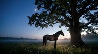 Silhouetted horse standing in misty meadow beneath ancient tree at dawn, surrounded by wildflowers and fog. Suitable for equestrian, nature, and landscape design projects.