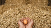 Farmer's hands holding fresh brown egg over straw hay background, agricultural harvest and organic farming concept for food production and countryside lifestyle.