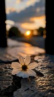 Single white daisy flower on cracked pavement at sunset with warm golden light and blurred urban background creating peaceful moment of nature resilience.