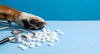 Dog paw reaching for scattered white pills next to stethoscope on blue surface. Pet medication safety and veterinary care concept for animal health education.