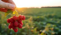 Hand holding fresh red raspberries at sunset in agricultural field with warm golden light and blurred green landscape background for organic farming.