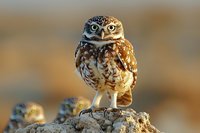 Burrowing owl standing alert on rocky perch with soft-focus companions in background against warm golden sunset landscape.