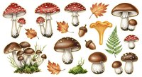 Isolated mushroom and autumn leaf collection featuring various edible and decorative fungi species with acorns, fern fronds, and fall foliage elements on transparent background for design projects.
