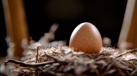 Fresh brown egg nestled in natural straw nest with soft morning light and shallow depth of field creating rustic farm ambiance.