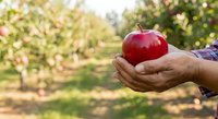 Red apple held in farmer's hand against orchard background. Fresh produce harvesting and agriculture concept for farming, food industry, and organic fruit cultivation marketing.