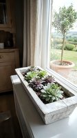 Succulent plants arranged in white wooden planter box on windowsill with countryside view, indoor gardening and home decoration.