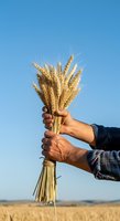 Farmer holding bundle of golden wheat stalks against clear sky in agricultural field, representing harvest and farming success.