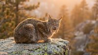Wild lynx resting on rocky outcrop during golden hour sunset in natural forest habitat for wildlife photography and nature conservation concepts.