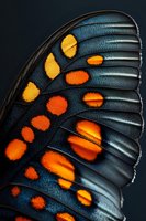 Extreme macro close-up of butterfly wing showing intricate orange spotted pattern and detailed texture scales on dark background for nature photography.
