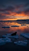 Seal resting on ice floe during arctic sunset with dramatic orange sky reflecting on water surrounded by floating ice chunks in polar wilderness landscape.