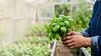 Farmer holding fresh green basil herbs in hands at greenhouse, harvesting organic produce for cooking and culinary use.