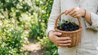 Woman in light linen shirt holding wicker basket filled with fresh blackberries in garden setting, ideal for food, harvest, and agriculture content.