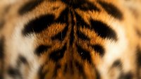 Close-up of tiger fur texture showing distinctive orange and black striped pattern with soft, detailed hair strands for wildlife and nature backgrounds.