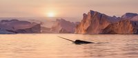 Whale surfacing in calm ocean waters at sunrise with dramatic rocky mountain peaks and golden light reflecting on the sea surface.