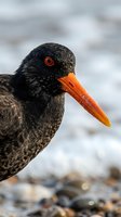 Close-up portrait of oystercatcher bird with distinctive orange beak and red eye on rocky shore. Wildlife photography showcasing coastal shorebird species.