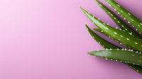Fresh green aloe vera plant leaves against pink background, minimalist composition with copy space for wellness and skincare concepts.