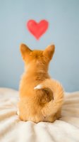 Orange tabby cat sitting on bed looking up at floating red heart symbol above expressing love and affection for Valentine's Day romance concept.