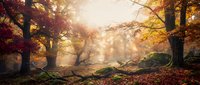 Enchanting autumn forest with golden sunlight streaming through colorful foliage, fallen leaves carpeting the ground, creating magical atmosphere for nature photography.