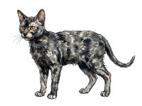Black tortoiseshell cat standing in profile with alert expression, isolated on white background for design, clipart, and commercial use applications.