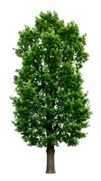 Large green deciduous tree with dense foliage isolated on white background for landscaping and environmental design projects.