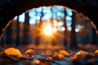 Autumn forest ground view with fallen orange leaves and magical sunset light creating bokeh effect through trees. Natural seasonal background.