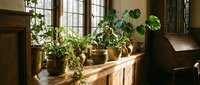 Indoor plants collection on wooden windowsill with natural sunlight streaming through vintage windows creating cozy home garden atmosphere.