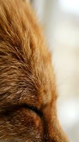 Close-up of ginger cat fur texture with soft focus background, showcasing warm golden-brown tones and fine hair details for pet and animal content.