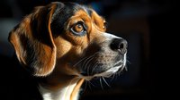 Close-up portrait of attentive beagle dog with tricolor coat against dark background, dramatic side lighting highlighting facial features and expressive eyes.