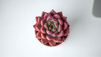 Pink and green rosette succulent plant in terracotta pot on white background, perfect for home decor and gardening projects.