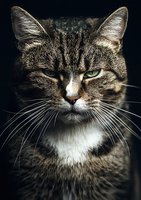 Dramatic close-up portrait of tabby cat with intense green eyes and long whiskers against dark background, showing mysterious and majestic feline expression.